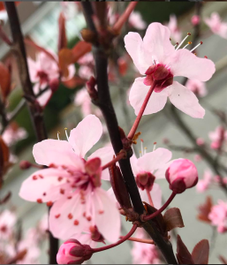 release old emotions and memories blossom you