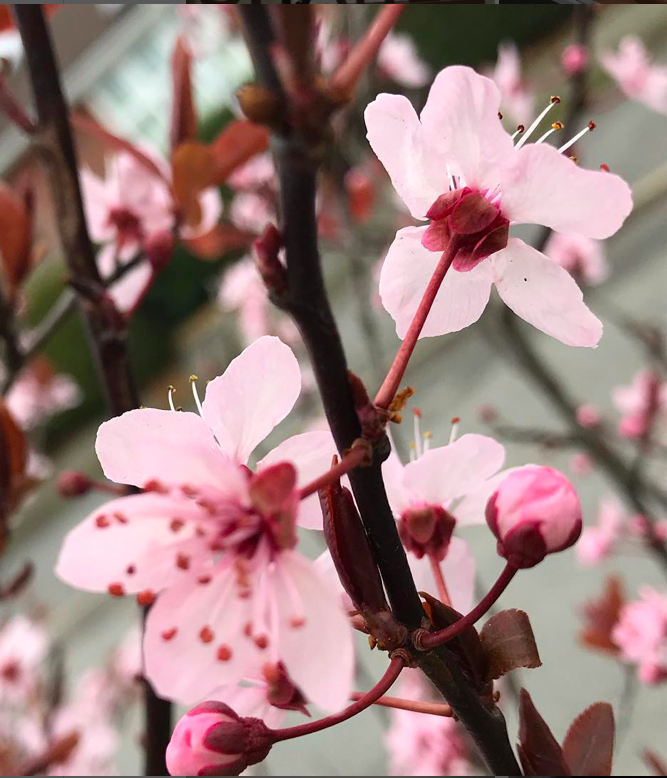 release old emotions and memories blossom you